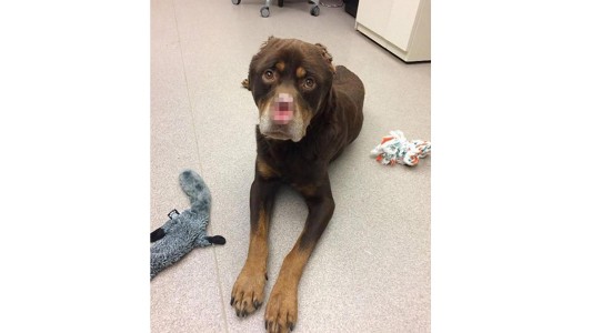 Ofrecen recompensa para quien ayude a encontrar a la persona que le cortó las orejas y la nariz a un perro