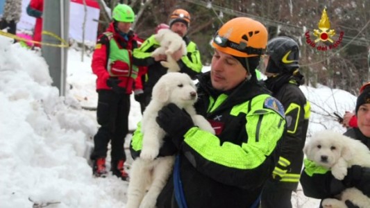 Rescatan con vida a tres perritos que estaban atrapados en el hotel sepultado por el alud en Italia