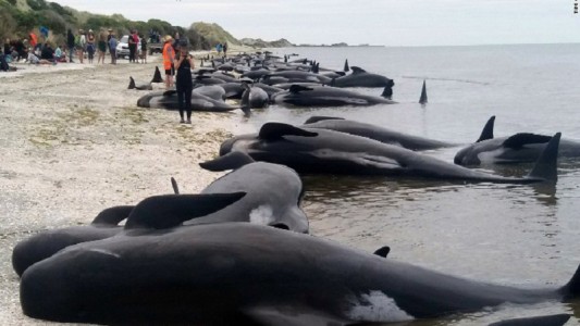 Perforan los cadáveres de ballenas encalladas en playa de Nueva Zelanda para evitar que exploten