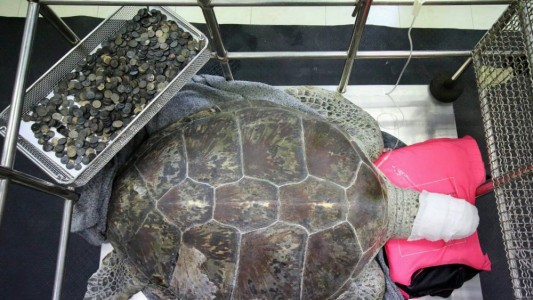 Murió la tortuga marina que se tragó cinco kilos de monedas