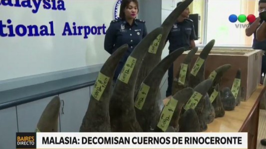 Incautaron 18 cuernos de rinoceronte africano en Malasia