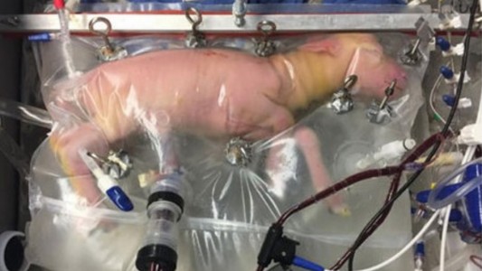 Útero artificial permite completar la gestación de corderos prematuros