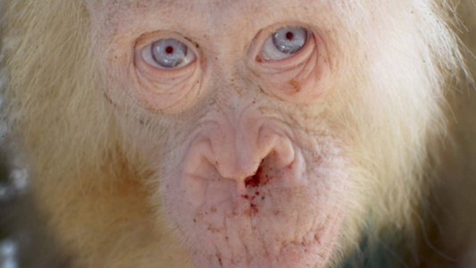Indonesia: rescataron a una orangutana albina de ojos azules