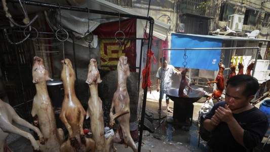 Prohíben la venta de carne de perro en un polémico festival de China