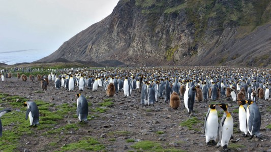 Alertan que la Antártida se está volviendo cada vez más verde por el cambio climático