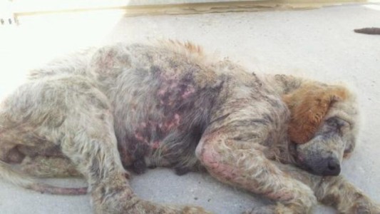 España: detuvieron a un hombre por el maltrato de 15 perros