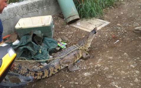 Una familia tenía un cocodrilo como mascota