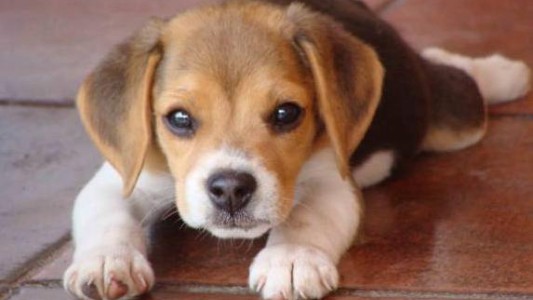 China: científicos crían el primer perro del mundo clonado con edición genética