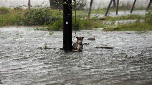 La otra cara del paso del huracán Harvey: perros abandonados y con peligro de muerte