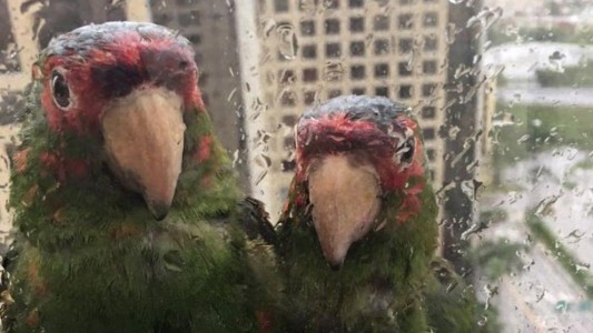 La pareja de loros que pedía refugio en la ventana durante el huracán Irma