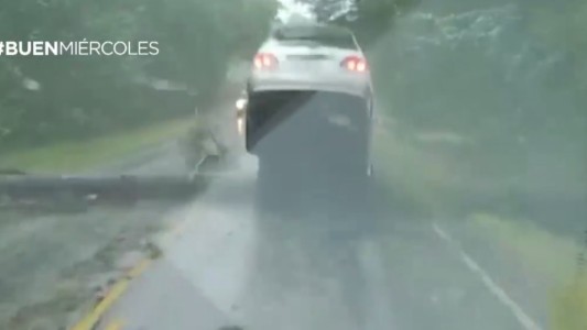 Un árbol casi aplasta a un auto