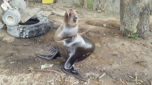 Conmoción en Ecuador: tenían un lobo moribundo atado a un árbol
