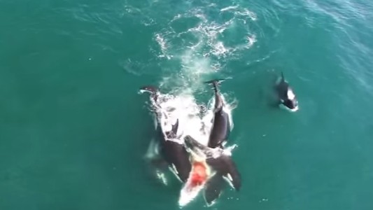 Impactante video: orcas cazan a una ballena
