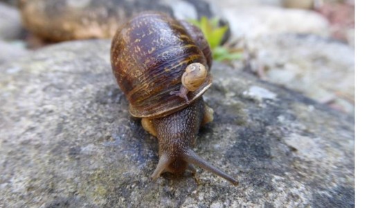 Murió Jeremy, el famoso caracol que no conseguía aparearse por ser zurdo