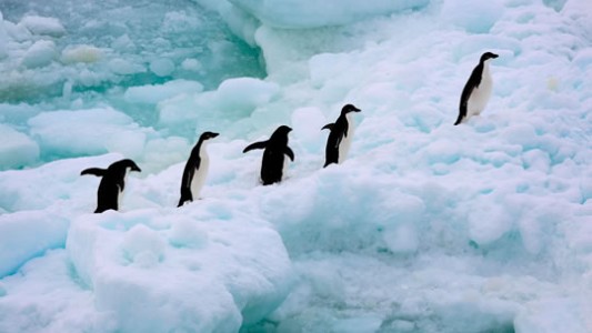 Alarma por una muerte masiva de pingüinos en la Antártida