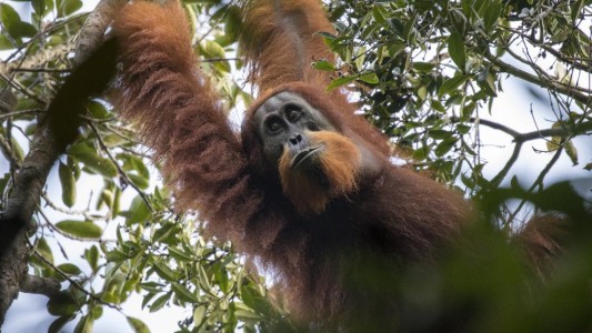 Descubren una nueva especie de orangutanes que vive aislada