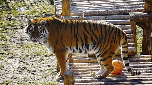 Impactantes imágenes: la cuidadora de un zoológico de Rusia fue atacada por un tigre