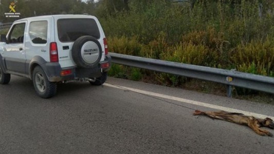 Ató a su cachorro a un jeep y lo mató tras arrastrarlo durante varios kilómetros