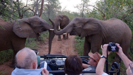 Dos turistas murieron aplastados por un elefante al que querían fotografiar