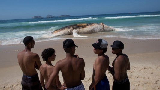 Sorpresa en Río de Janeiro: apareció una ballena muerta en Ipanema