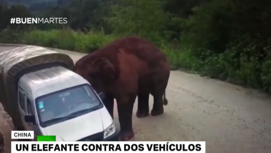 Video: choque entre un elefante y dos vehículos