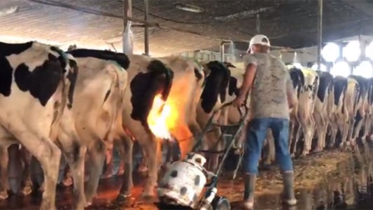 Un desgarrador video muestra cómo golpean y queman vacas en una granja para producir leche