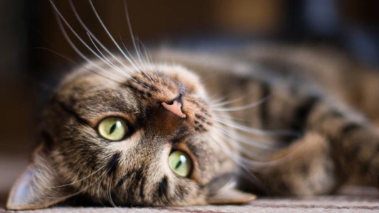 Pánico en Inglaterra por un asesino serial de gatos: ya habría matado 400 animales