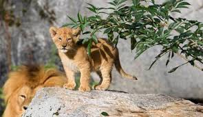 Zoológico admite que sacrificó a 9 cachorros de león por falta de espacio