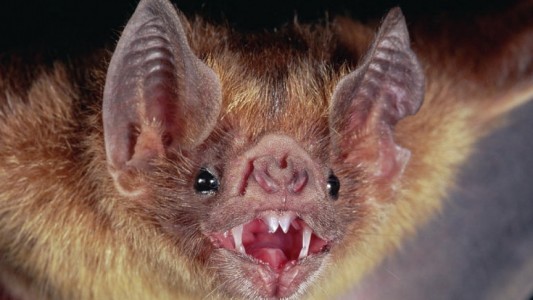 Muere un niño de seis años de rabia tras ser mordido por un murciélago