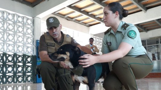 Un joven fue condenado a 61 días de prisión por apuñalar a un perro