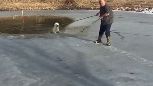 Video: el emocionante rescate de un perro que cayó en una laguna congelada