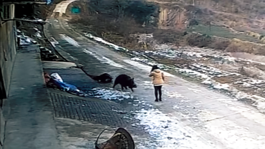 Fuertes imágenes: un jabalí atacó brutalmente a un grupo de personas