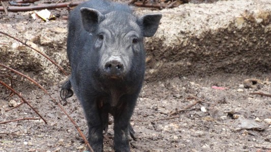 Buscan hogar para 29 cerdos vietnamitas víctimas de maltrato