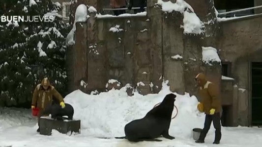 Un zoológico cubierto de nieve
