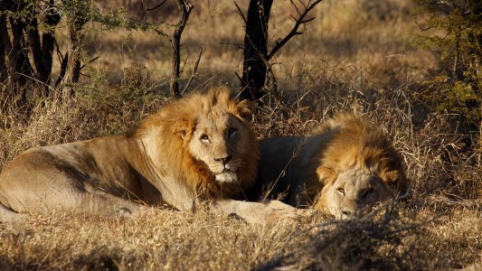 Cazaba ilegalmente y fue devorado por leones en Sudáfrica