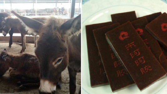 Detuvieron a 36 personas por vender falsos remedios de piel de burro