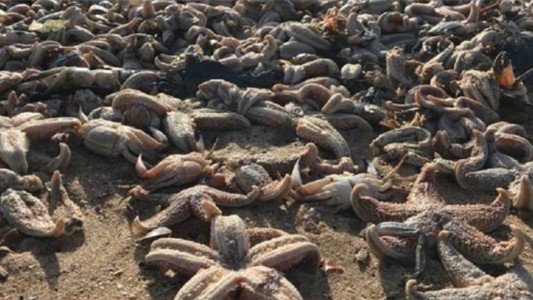 Miles de estrellas de mar aparecieron muertas en una playa de Reino Unido