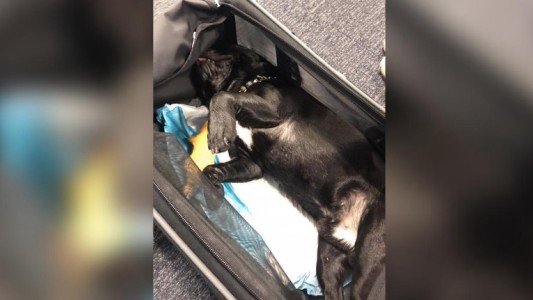 Murió un perro en un vuelo de United luego de ser encerrado con el equipaje de mano