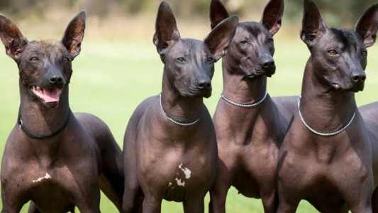 Ecuador jubiló a 61 perros policías