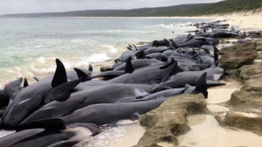 Aparecieron 150 ballenas varadas en la costa de Australia