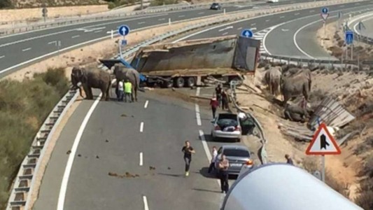 Murió un elefante al volcar el camión de un circo