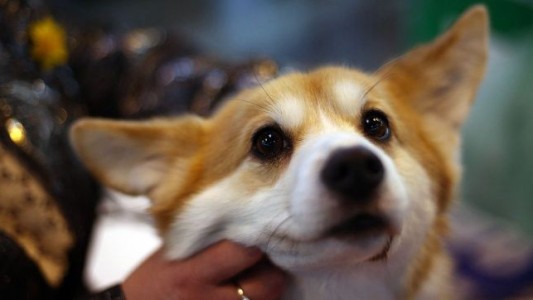 Mató al perro del vecino, lo cocinó e invitó al dueño a comerlo