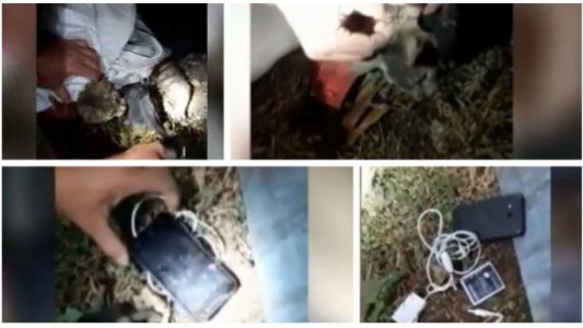 Atraparon gatos entrenados para llevarle celulares a presos en la cárcel