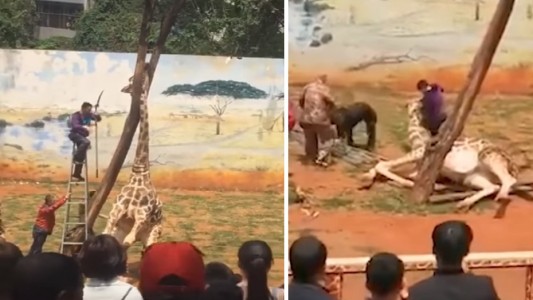 Tragedia en un zoológico: murió una jirafa al quedarle atorada la cabeza en un árbol