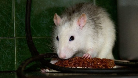 Científicos lograron suprimir el deseo por el dulce en el cerebro de ratones