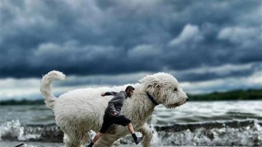 La nueva sensación de Instagram: "El perro gigante"