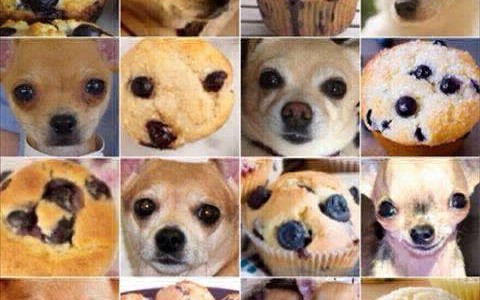 Otro desafío que conmueve a las redes: ¿Es un muffin o un perro chihuahua?