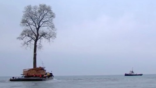 #EsViral: el enorme árbol que “nada” en el Mar Negro