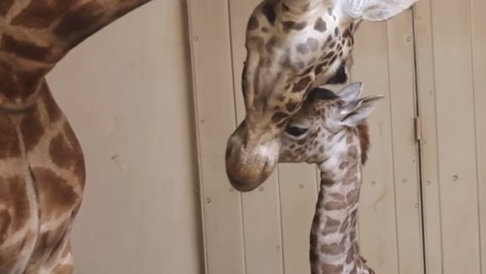 ¡Muy tierno!: la jirafa bebé que nació en un zoo de California