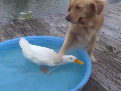 #EsViral El perro es el mejor amigo del pato